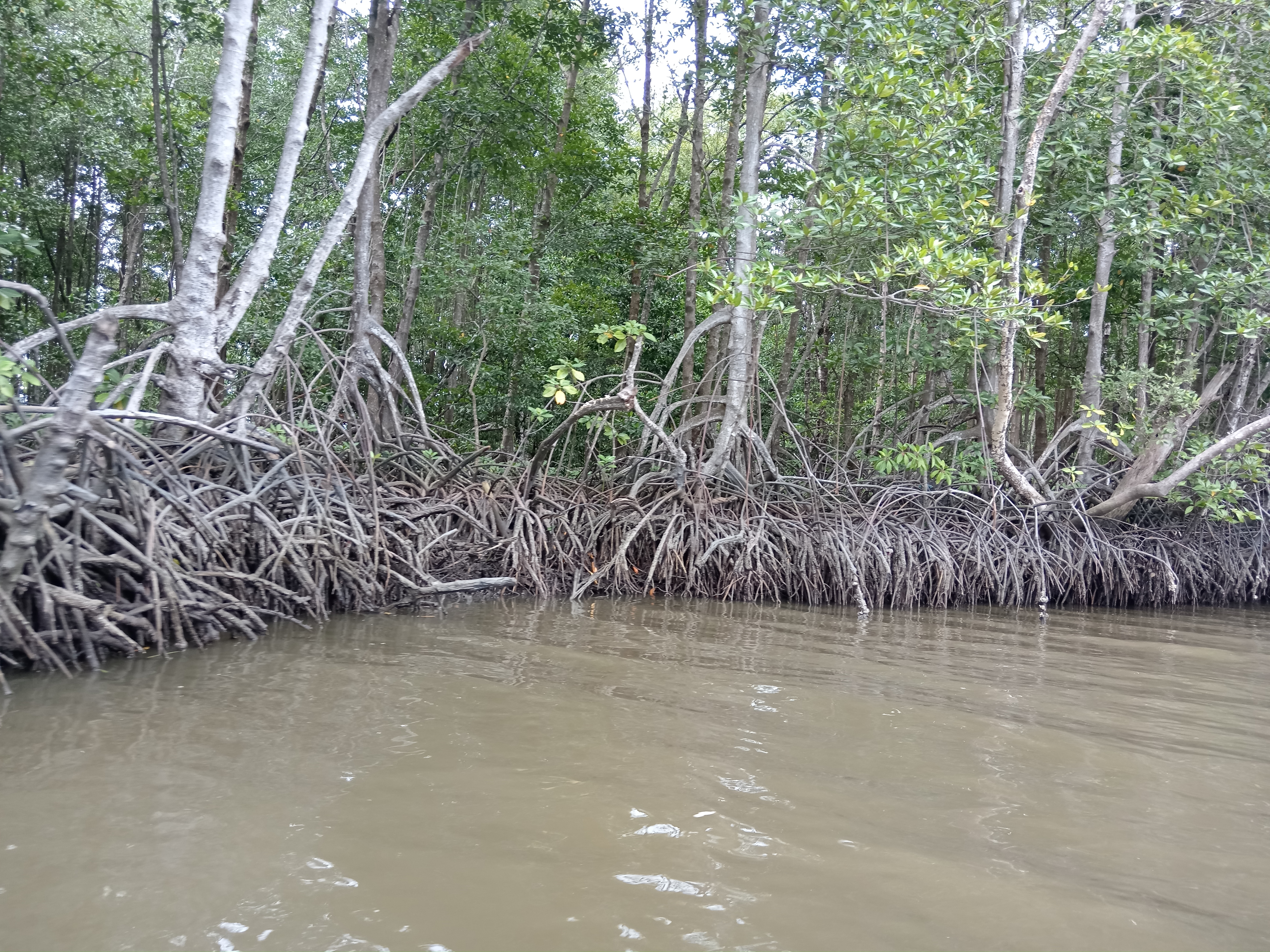 Mangrove forest