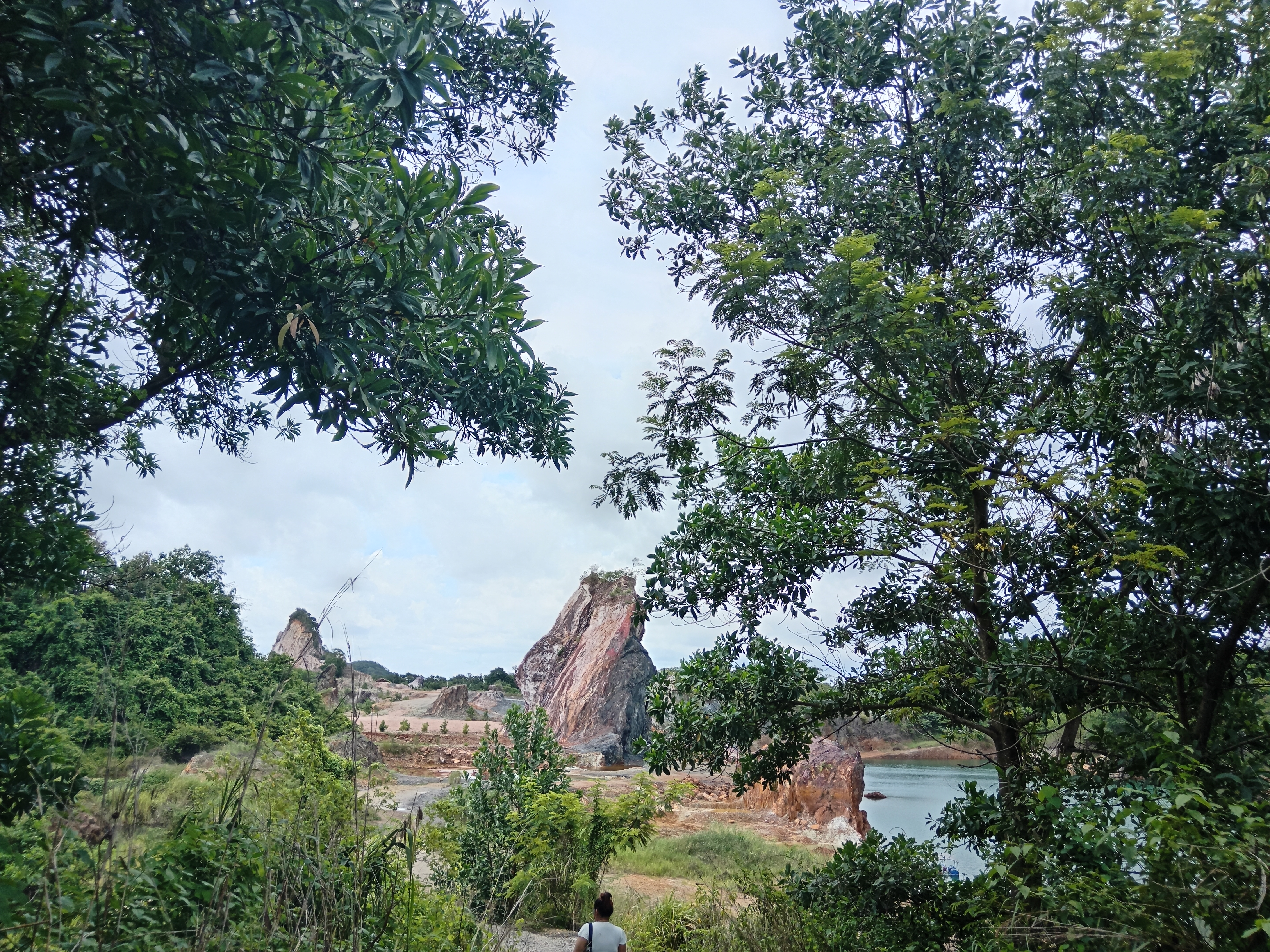 Mangrove forest